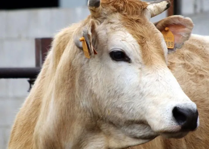 בית חווה Le Campagnole